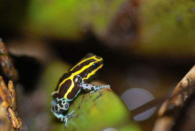 Close-up of wet plant