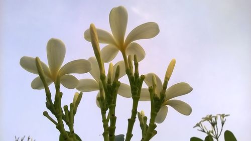 Low angle view of plant against sky