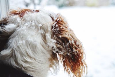 Close-up of dog outdoors