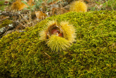 Close-up of plant