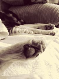 Close-up of dog sleeping on bed