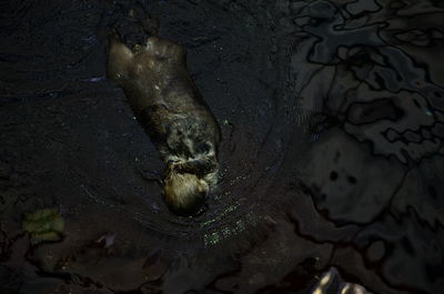 High angle view of turtle in water