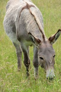 Animal grazing on grassy field