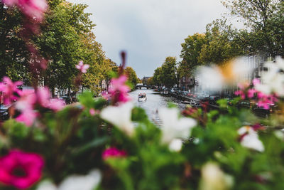 Flowering plants by trees against sky in city