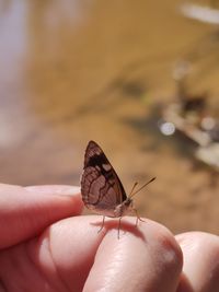 Cropped hand holding butterfly