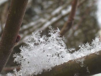 Close-up of frozen tree during winter
