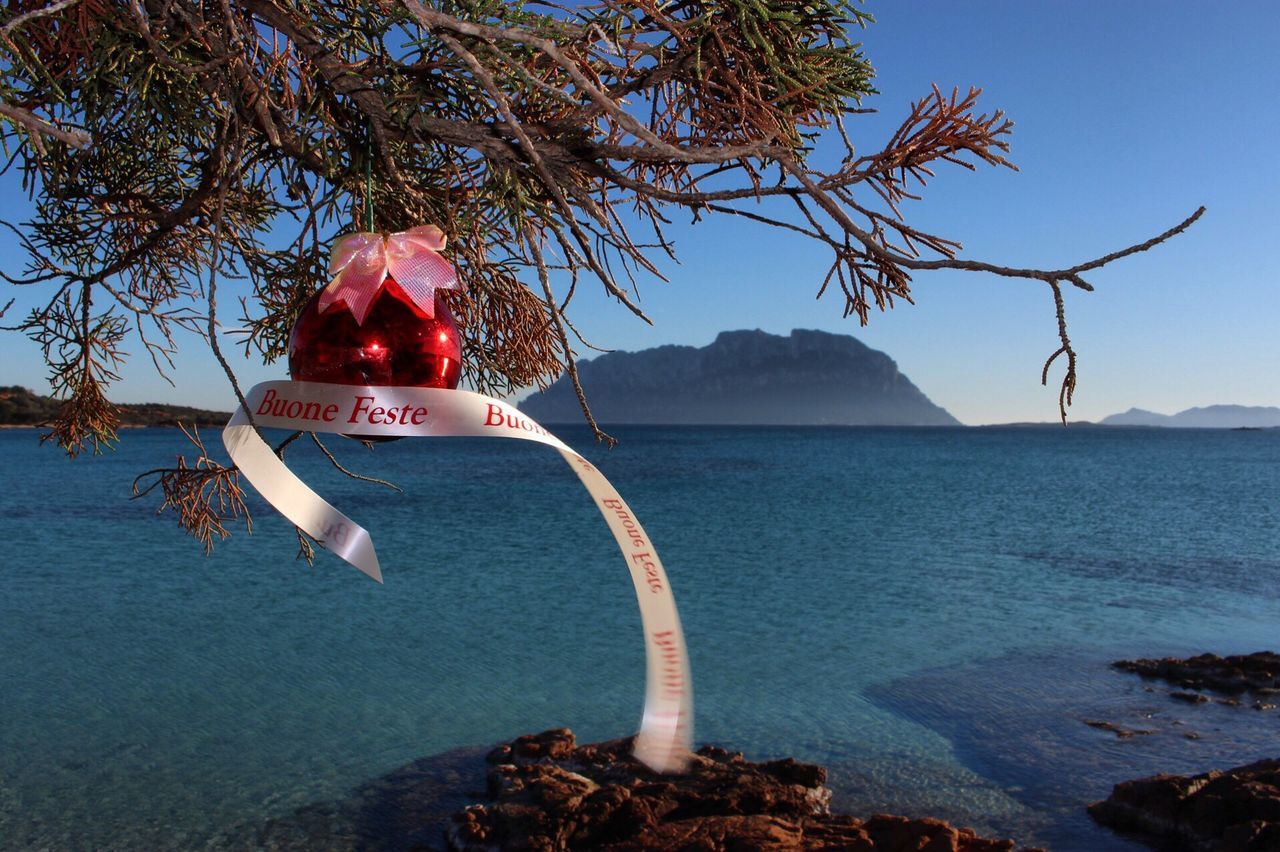 tree, water, sea, no people, nature, beauty in nature, mountain, branch, scenics, day, outdoors, red, blue, nautical vessel, sky, swan, close-up