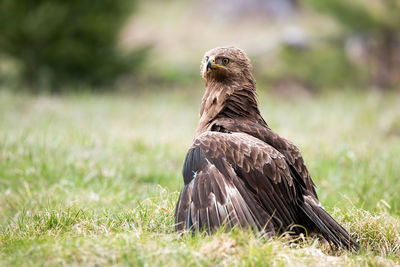 Bird perching on a field