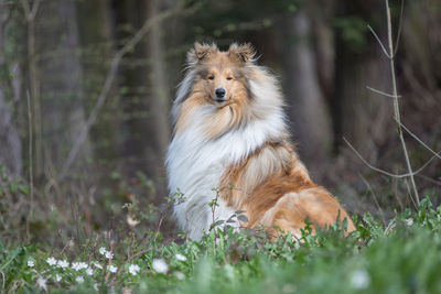 Portrait of dog siting on field