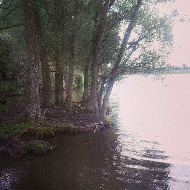 water, tree, waterfront, tranquility, tranquil scene, reflection, nature, river, beauty in nature, scenics, branch, lake, stream, forest, growth, day, tree trunk, rippled, outdoors, no people