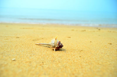 Close-up of crab on beach