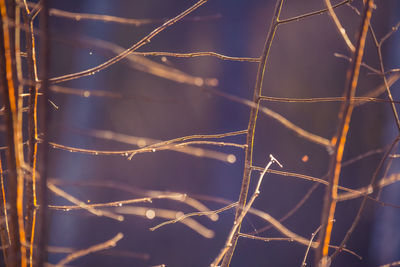 Close-up of illuminated tree against sky at night