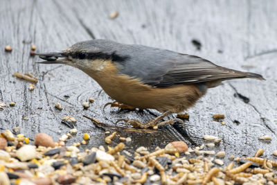 A close-up of a nuthatch choosing the sunflower kernel, perched feeding on a tree stump. 