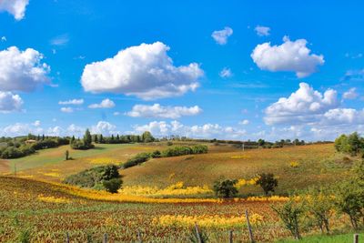 Scenic view of agricultural field against sky