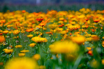 Close-up of yellow flowering plants on field