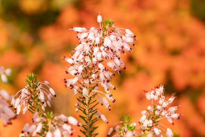 Close-up of orange flowering plant