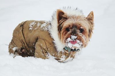 Close-up of a dog over snow