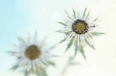 Close-up of daisy flower