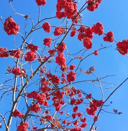 Low angle view of red flowers on tree