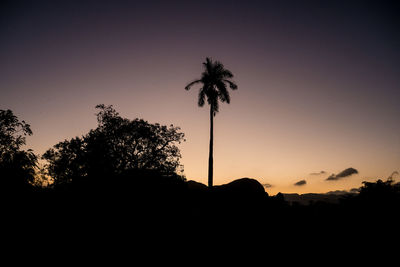 Low angle view of silhouette palm trees against sky