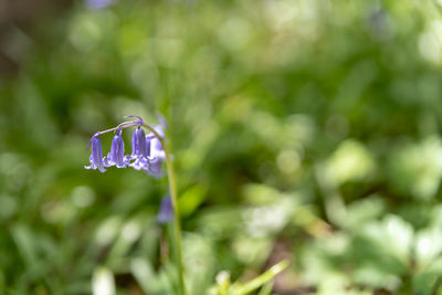 Close-up of purple flowering plant