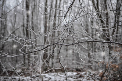 Close-up of bare tree in forest
