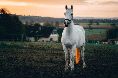 Horse standing in ranch