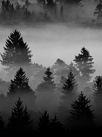 Low angle view of silhouette trees against sky