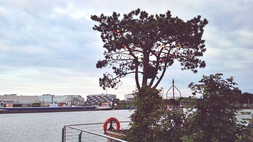 Tree against sky