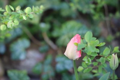 Close-up of pink flowering plant