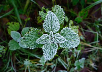 Close-up of green plant