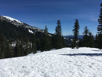 Pine trees on snow covered land against sky