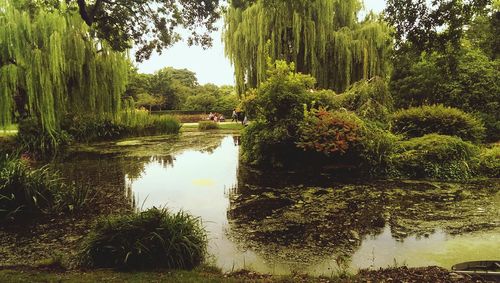 Reflection of trees in lake