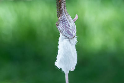 Close-up of bird perching on plant