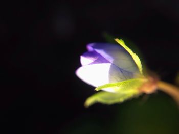 Close-up of flowers