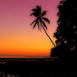 Silhouette of palm trees at sunset