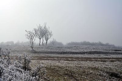 Bare trees on field against sky during winter