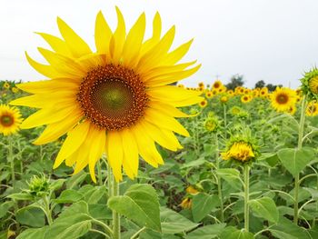 Close-up of sunflower on field against sky