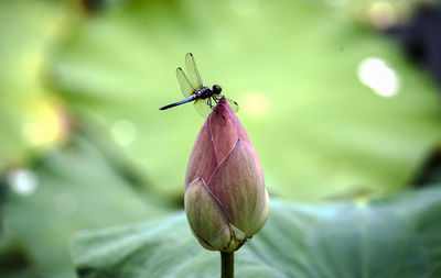 Close-up of insect on flower