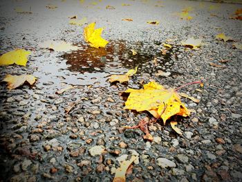 High angle view of autumn leaf on wet road