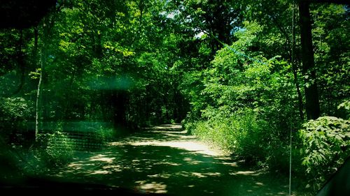 Trees in forest