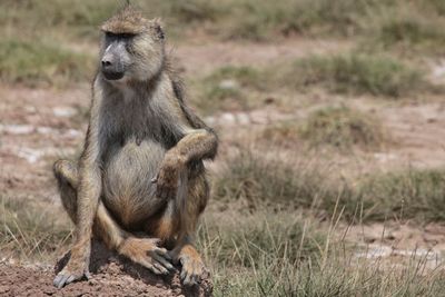 Baboon monkey sitting on land