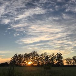 Trees on field at sunset