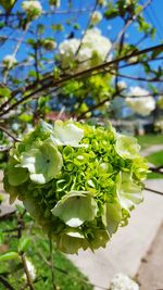 Close-up low angle view of flowers