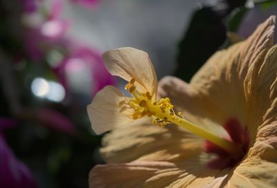 Close-up of butterfly pollinating on flower