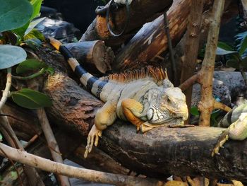 Close-up of lizard on tree