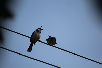 Low angle view of birds perching on cable against sky