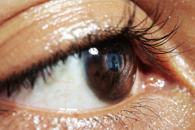 Close-up of human eye