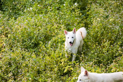 White dog lying down on land