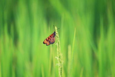 Close-up of butterfly on plant